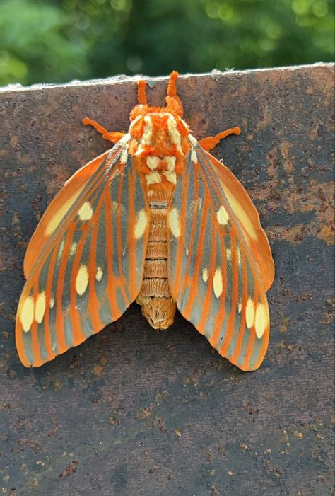 Isabella Tiger Moth, Regal Moth, Moth Butterfly, Favorite Animals, Arachnids, Summer Reading, Moth, Art Inspo, Bugs