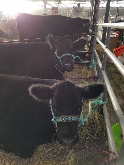 Look at these cuties! Best Farm Animals, Angus Cows, Dexter Cattle, Show Steers, Show Cows, Cow Photography, Teacup Pigs, Show Cattle