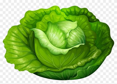 Lettuce Drawing, Sea Lettuce, Veggie Restaurant, Lettuce Vegetable, Cabbage Vegetable, Leaf Lettuce, Vegetable Cartoon, Leaf Vegetable, Clip Art Pictures