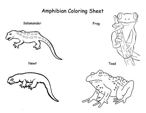 Amphibian Worksheet, Amphibians Drawing, Reptiles And Amphibians, Life Science, Amphibians, Colouring Pages, Coloring Sheets, Reptiles, Coloring Page