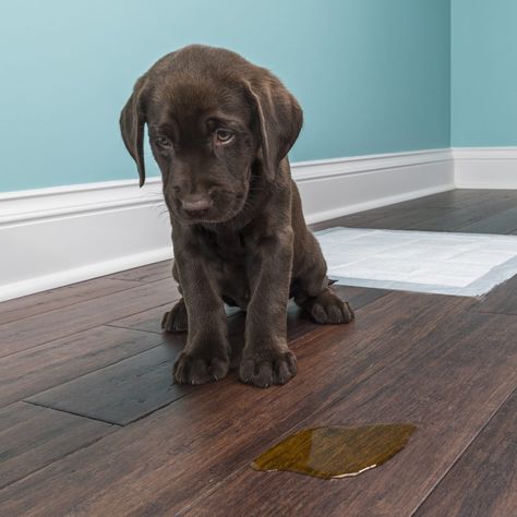 8 Tips To Stop Your Dog From Peeing in the House Dog Pee Smell, Labrador Puppy Training, Pee Stains, Labrador Puppy Chocolate, Pee Smell, Vicks Vaporub Uses, Uses For Vicks, Urine Odor, Urine Smells