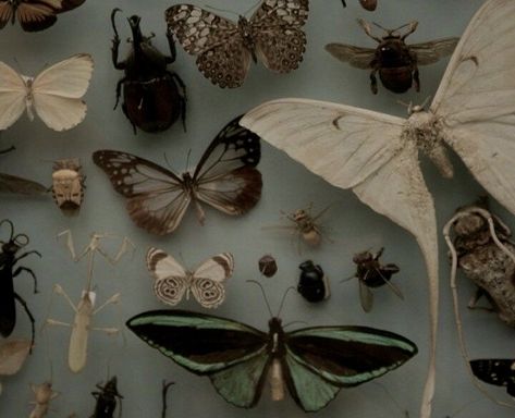 Insect Aesthetic, Entomology Aesthetic, Creepy Cute Aesthetic, Seven Nation Army, Tough Cookie, Goblin Core, Aesthetic Dark, Doll Parts, Creepy Cute