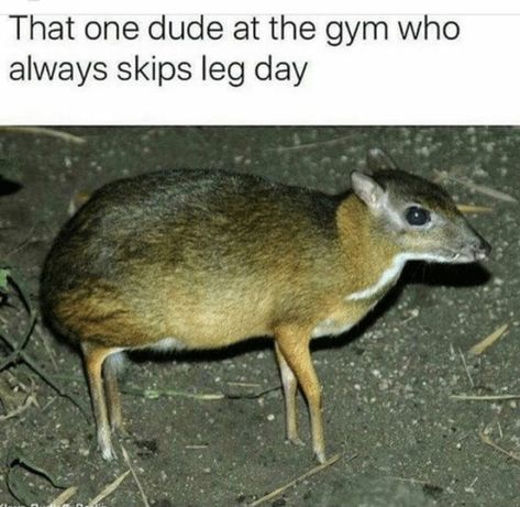 65 Gym Memes - "That one dude at the gym who always skips leg day." Leg Day Memes, Mouse Deer, Gym Memes, Gym Humor, Leg Day, Sports Humor, Funny Cute, Really Funny, The Gym