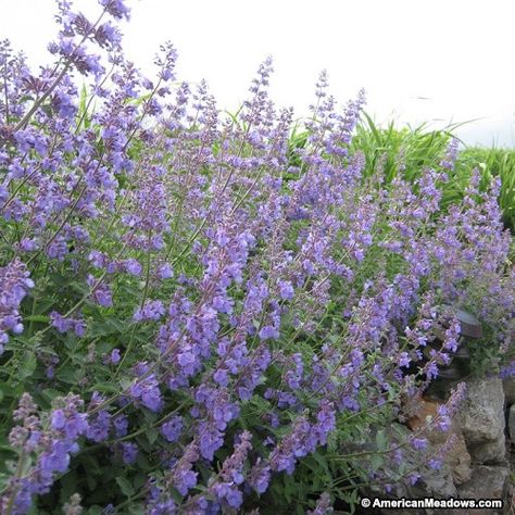 Catmint Walkers Low, Nepeta faassenii Nepeta Walkers Low, Ohio Flowers, Purple Flowers Garden, Flowering Perennials, Deer Resistant Perennials, Drought Tolerant Perennials, American Meadows, Perennial Bulbs, Backyard Shade