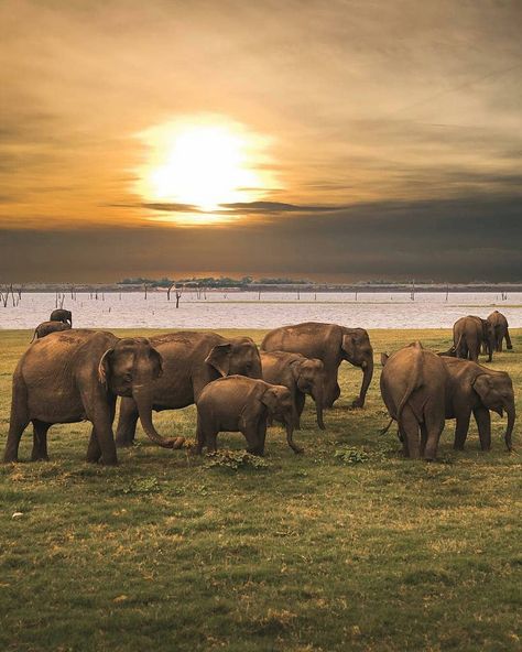 Kaudulla National Park is a prime habitat location of the Sri Lankan elephant, due to the ancient Kaudulla reservoir. Elephants move… Sri Lankan Elephant, Elephant Sanctuary, Van Car, Asian Elephant, Safari Tour, Elephant Family, Amazing Travel Destinations, Safe Travel, Animals Of The World