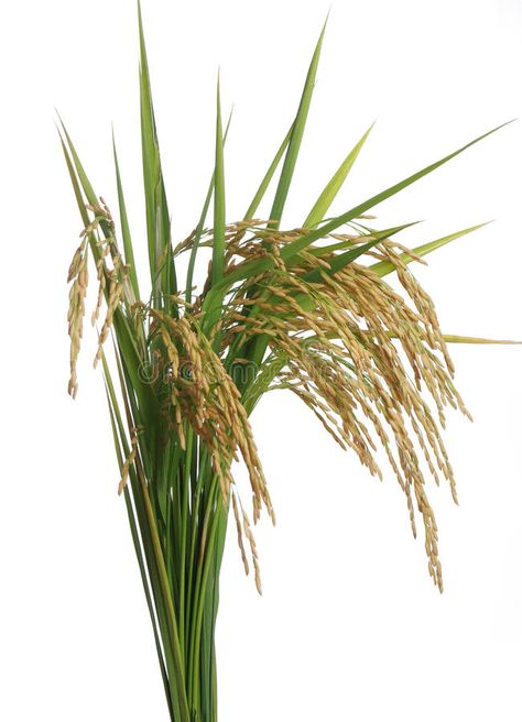 Photo about Growing rice on white background. Image of freshness, flora, cereal - 24156422 Rice Png, Growing Rice, Agriculture Photography, Rice Plant, Water Therapy, Ceramics Pottery Vase, Backyard Vegetable Gardens, Rice Bran, Background Images For Quotes