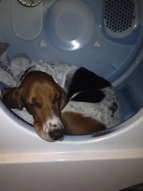 23 Reasons Why You Should Never Own Basset Hounds - The Paws Basset Puppies, Hound Dogs, Basset Hound Puppy, Hound Puppies, Basset Hound Dog, Bassett Hound, Basset Hounds, Well Well, Hound Dog