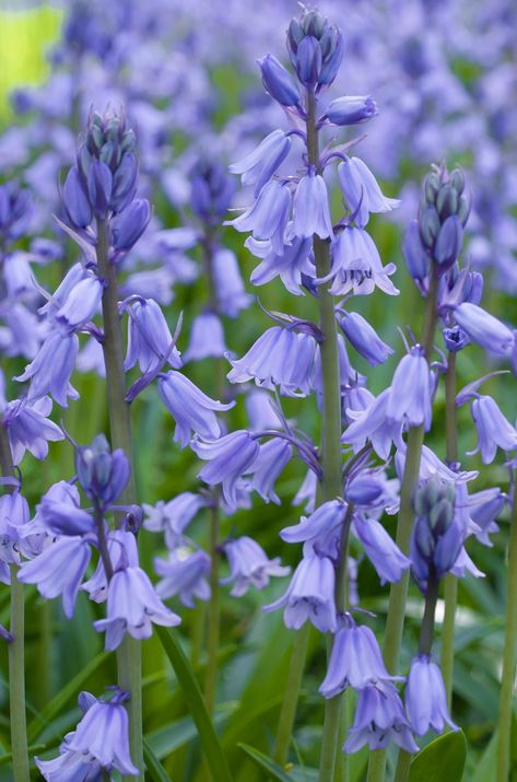 Bluebell Flower, Spanish Bluebells, Shade Tolerant Plants, Blue Bell Flowers, Woodland Flowers, Spring Bulbs, Planting Bulbs, Shade Garden, Flower Seeds