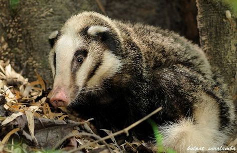 Hog Badger, Mustelidae Family, Honey Badgers, Fun Animals, Honey Badger, Animal References, Interesting Animals, Unusual Animals, Pretty Animals