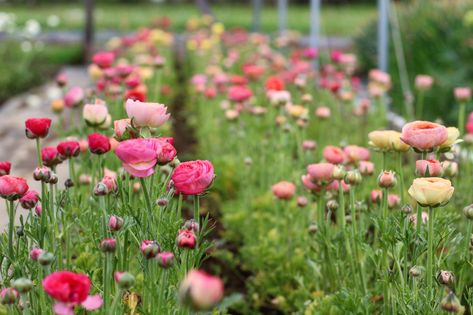 Grow Ranunculus, Grow Butterflies, Rose Like Flowers, Ranunculus Garden, Spring Blooming Flowers, Seed Starting Soil, Cut Flower Farm, Ranunculus Flowers, Organic Compost