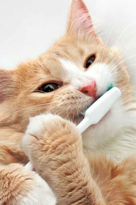 Pet Dental Health Month, Kids Dental Health, Cat Health Problems, Pet Dental Care, Cat Problems, Urine Odor, Dog Toothbrush, Veterinary Services, Dog Teeth Cleaning