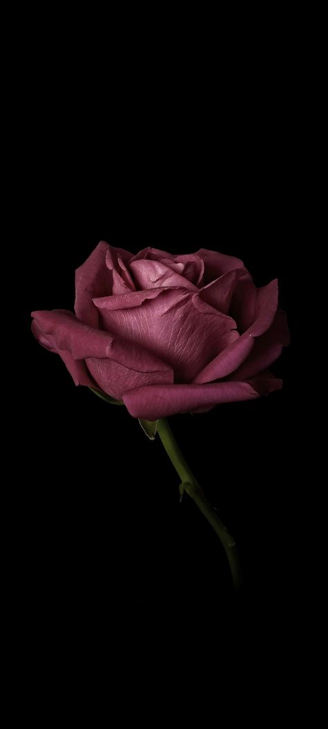 Pink Rose Black Background, Black And Pink Wallpaper Aesthetic, Dark Pink Aesthetic Wallpaper, Dark Flower Wallpaper, Wallpaper Rose Flower, Pink Roses Wallpaper, Dark Pink Wallpaper, Black Flowers Wallpaper, Flowers Photography Beautiful