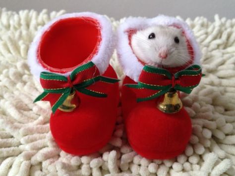 Forget Christmas, It's Time for Cute-Mas - Neatorama Christmas Hamster, Hamster Pics, Christmas Boots, Most Beautiful Animals, Cute Hamsters, Holiday Tops, Funny Animal Memes, Cute Animal Pictures, Hamsters