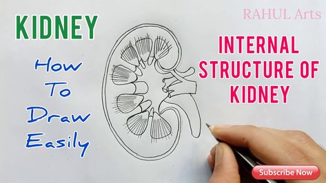 This video explains How to draw Kidney ; Internal structure of the kidney in an easy and compact way. This video helps you to understand the concept with great ease and clarity. Kidneys : Kidneys are bean-shaped structures located on either side of the backbone and are protected by the ribs and muscles of the back. Each human adult kidney has a length of 10-12 cm, a width of 5-7 cm and weighs around 120-170g. The kidneys have an inner concave structure. The blood vessels, ureter and nerves ent Kidney Drawing Easy, Internal Structure Of Kidney, Kidney Structure, Kidney Diagram, Loop Of Henle, Kidney Anatomy, Biology Diagrams, Human Kidney, Human Muscle Anatomy