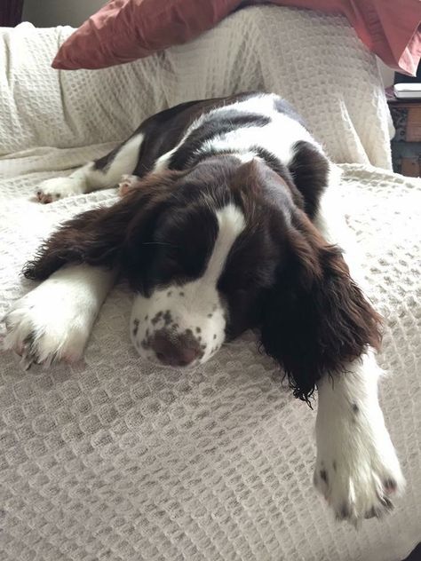 English Springer Spaniel ~ Classic Look Springer Spaniel Aesthetic, English Springer Spaniel Puppy, The Cutest Animals, Springer Spaniel Puppies, Springer Spaniels, English Cocker Spaniel, Spaniel Puppies, English Springer, English Springer Spaniel