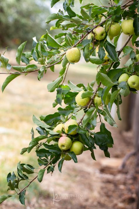 green apples on tree | 3904 | Karen | Flickr Green Apple Tree, Botanical Calendar, Fabric Leaves, Apple Trees, Green Apples, 수채화 그림, Tropical Fruits, Apple Tree, Small Trees