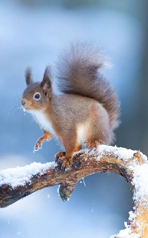 Winter Squirrel, Squirrel Pictures, Snow Animals, Merry Christmas Pictures, Cute Squirrel, Cute Wild Animals, Winter Pictures, Woodland Creatures, Beautiful Nature Scenes