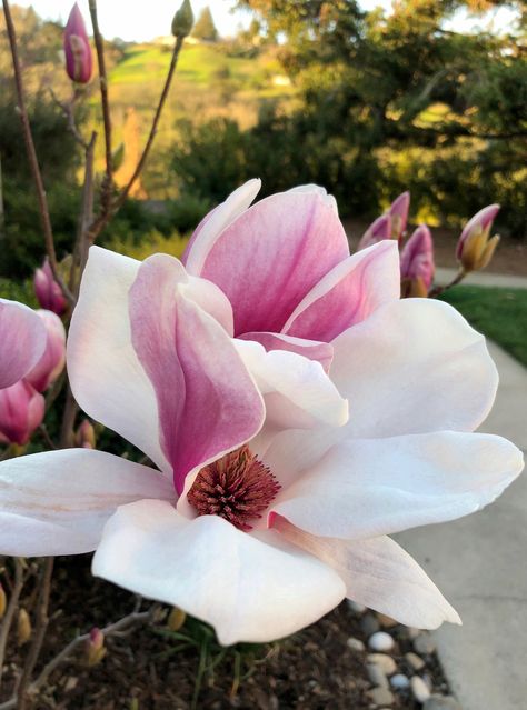 Saucer Magnolia, Magnolia Pictures, Japanese Magnolia, Crepe Paper Flowers, Sugar Flowers, Landscaping Plants, Moon Art, Painting Inspiration, Garden Landscaping