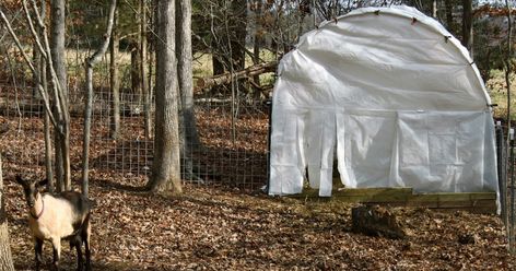 Of all the posts I've done, the one that gets the most hits daily is the cattle panel greenhouse I built.  The next most popular post... Cattle Panel Greenhouse, Tiny Homestead, Goat Shelter, Goat House, Cattle Panels, Dairy Goats, Mini Farm, Diy Greenhouse, Garden Greenhouse