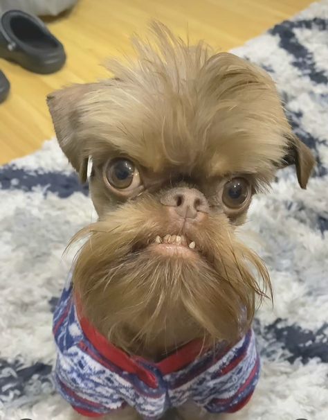 Ugly Dogs Pictures, Dogs That Look Like Humans, Wet Dogs Funny, Weird Dogs Funny, Weird Looking Dogs, Goofy Looking Dogs, Funny Dogs Photos, Puppy Dog Eyes People, Ugly Dogs Funny