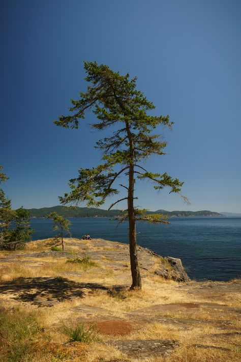 https://flic.kr/s/aHsm4r8FU6 | Ruckle Park, Salt Spring Island | Ruckle Park on Salt Spring Island is a fun park to explore with the family.  There are a number of geocache in the are to find too! Salt Spring Island, Fun Park, Geocaching, The Family, Country Roads, Salt, Road, Van