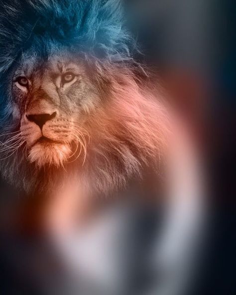 Lion Banner Background, Banner Background Images For Editing, Lion Banner, यूट्यूब लोगो, Background Blur, Birthday Banner Background, Lions Photos, Birthday Background Images, Photo Album Layout