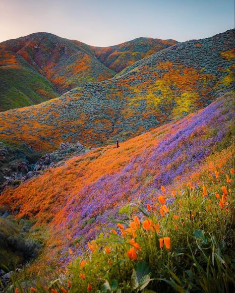 Super Bloom, Valley Of Flowers, Matka Natura, Belle Nature, Pretty Landscapes, The Hills, Nature Aesthetic, Flower Field, Pretty Places