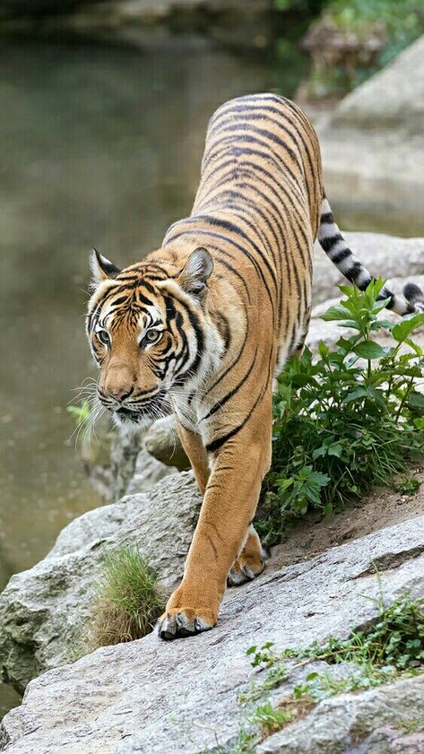 Indochinese Tiger, Tiger World, Tiger Walking, Tiger Photography, Panthera Tigris, Tiger Artwork, Tiger Painting, Tiger Pictures, Cat Reference