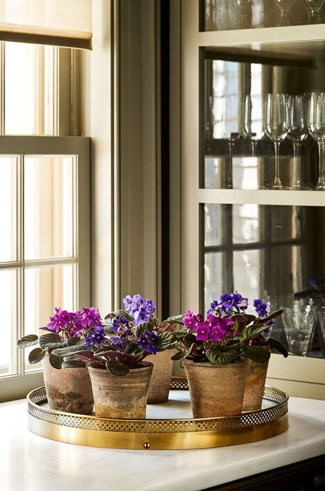 Nine of Martha Stewart's Unique, Beautiful Houseplants—Plus, a Look at How She Displays Each African Violets Plants, Orchid Bark, Grow Gorgeous, Violet Plant, Chinese Money Plant, Container Gardening Flowers, Hanging Succulents, Best Home Decor Ideas, Glass Boxes