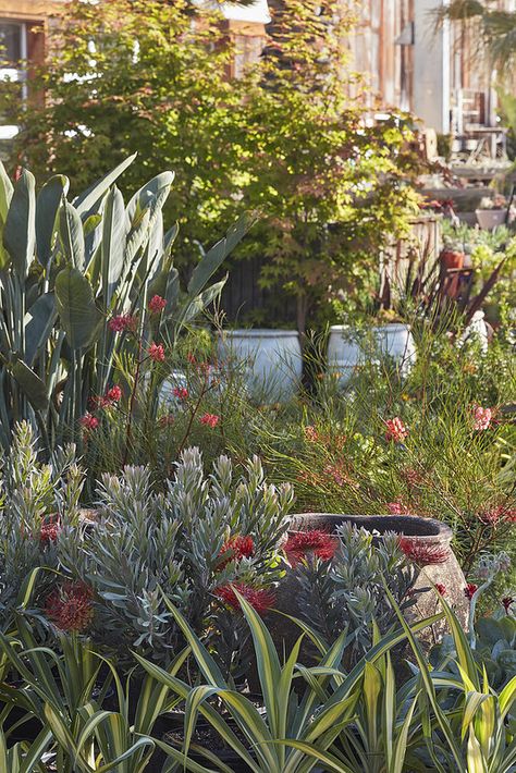 Coral Red flowers and variegated foliage at Flora Grubb Gardens. Tree Houseplant, Flora Grubb, Flower Nursery, Garden Store, Garden Centre, Garden Ornament, Drought Tolerant Plants, Coral Red, Garden Ornaments