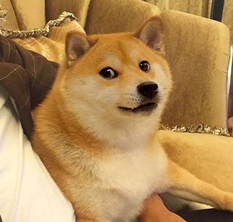 #1 Doge Provider on Instagram: “@balltze ? No it is I @kabosumama” Doge Dog, Doge Meme, Crochet Frog, Bee And Puppycat, Shiba Inu, Cute Puppies, Husky, Puppies, Memes