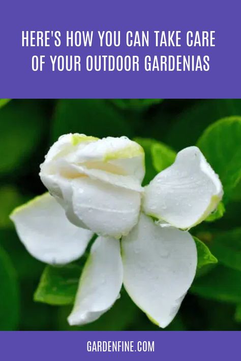 Gardenia Care, Gardenia Bush, Gardenia Jasminoides, Gardenia Plant, Insecticidal Soap, Organic Mulch, Flowers Gardening, White Flies, Powdery Mildew