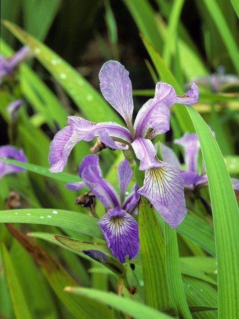 Iris versicolor (Harlequin blueflag) | NPIN Louisiana Iris Garden, Oregon Iris, Bearded Iris Bouquet, Blue Bearded Iris, Iris Versicolor, Northern Blue Flag Iris, Lady Bird Johnson Wildflower Center, Seed Bank, Lady Bird Johnson