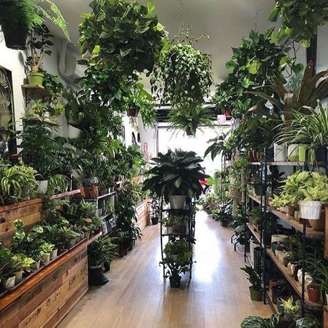 Flower Shop Decor, Vibeke Design, Garden Store, Plant Aesthetic, Indoor Garden Ideas, Garden Shop, Plant Nursery, Indoor Plant, Modern Homes