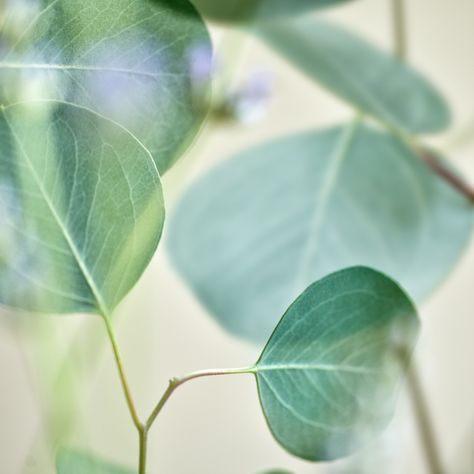 Eucalyptus Leaves II Eucalyptus Photography, Nordic Beauty, Room Painting, Floral Photography, Eucalyptus Leaves, Room Paint, Patterns In Nature, Australian Design, Plant Leaves