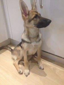 German Shepherd Short Haired German Shepherd, German Shepherd Facts, Shiloh Shepherd, German Shepherd Breeds, Police Dog, Royal Palaces, Belgian Shepherd, Dog Facts, German Shepherd Dogs