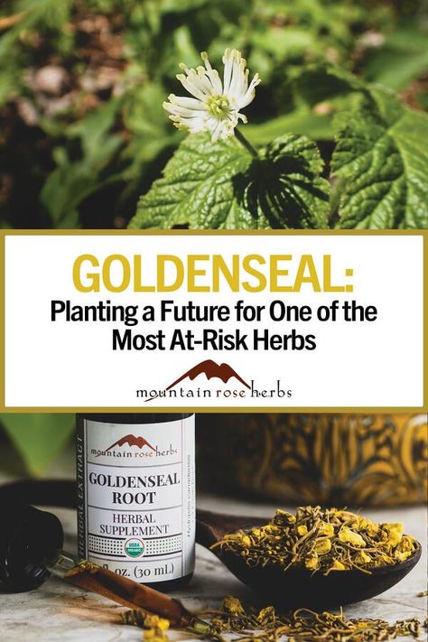 Goldenseal Root Benefits, Goldenseal Plant, Goldenseal Benefits, Harvest Flowers, Mountain Rose Herbs, Herb Farm, Plant Fungus, Preventive Medicine, Edible Landscaping