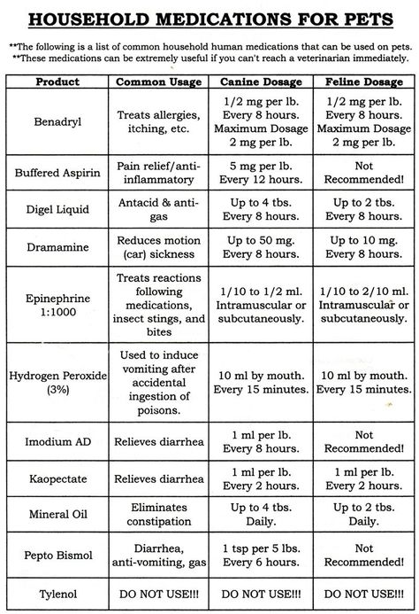 Meds For Dogs, Dog Medicine, Dog Remedies, Dog Itching, Dog Health Tips, German Shepards, Dog Information, Cat Care Tips, Safety Training