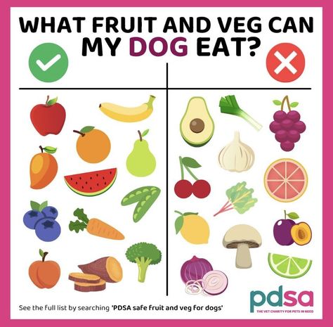 Dog Eating, Fruit And Veg, My Dog, Pet Dogs, Fruit, Pet, Canning, Dogs