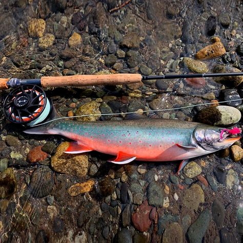 Arctic Char, Dolly Varden, Fish Tales, Sport Fishing, Trout Fishing, Hunting Fishing, Fly Fishing, Fish