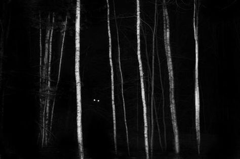 eyes in the dark Black And White Inspiration, Creepy Eyes, Wolf Eyes, White Inspiration, Dark Art Photography, Monster Eyes, Halloween Stories, Glowing Eyes, White Eyes