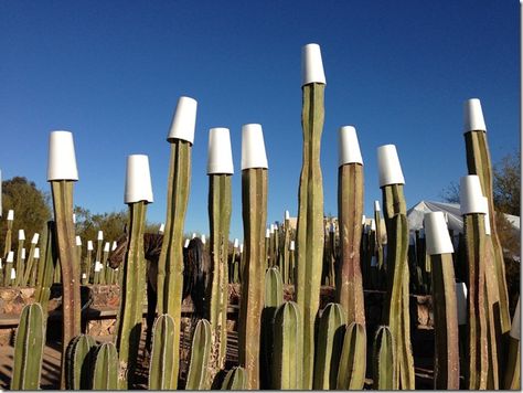 Mexican Fence Post Cactus, Fence Post Cactus, Mexican Fence Post, Cactus Hat, Arizona Garden, Arizona Gardening, Sonoran Desert, Fence Post, Cactus Garden