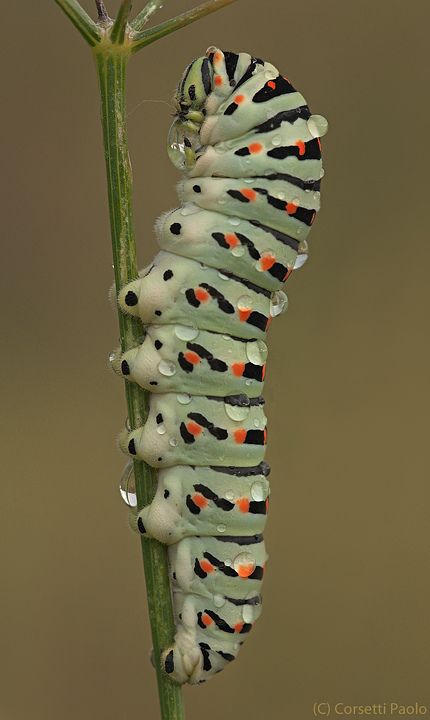 Caterpillar On Leaf, Caterpillar Pictures, Swallowtail Caterpillar, Colorful Caterpillar, Caterpillar Insect, Caterpillar Art, Cool Insects, Insect Photography, Nikon D90