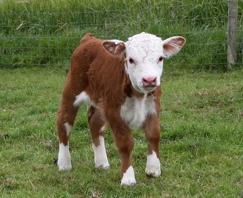 Gulliver, our first mini Hereford bull, at just one week old Pictures With Cows, Mini Hereford, Miniature Hereford, Videos For Babies, Cow Videos, Hereford Bull, Miniature Cattle, Miniature Cows, Hereford Cows