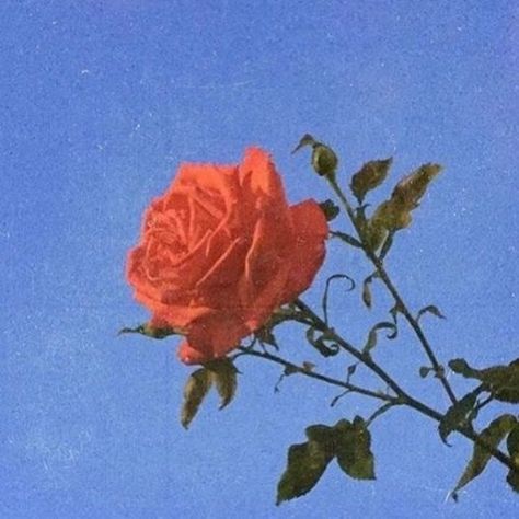 lazer eyes by SILICON ESTATE | Free Listening on SoundCloud Single Red Rose, Disney Instagram, Rosé Aesthetic, Photo Vintage, Street Fashion Photography, Landscape Illustration, Mystic Messenger, Red Aesthetic, Retro Aesthetic