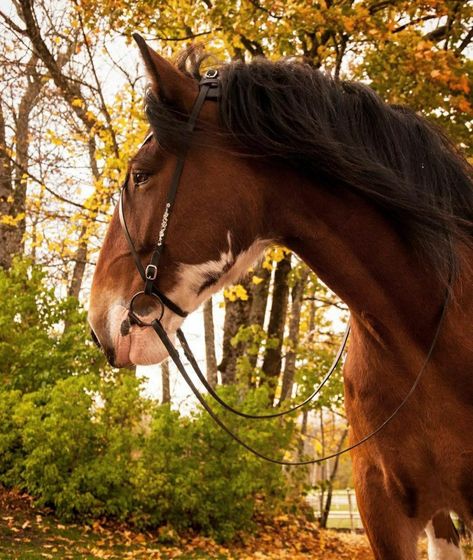 Shire Horse Aesthetic, Horse Pretty, Pony Breeds, High Horse, Shire Horse, Horse Aesthetic, Model Horses, Clydesdale, Draft Horses