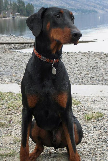 Love a Doberman with floppy ears. Doberman Normal Ears, Doberman Uncropped Ears, Doberman With Floppy Ears, Doberman Natural Ears, Doberman Natural, Black And Tan Terrier, Camping Backyard, Doberman Pinscher Puppy, Walking Dogs