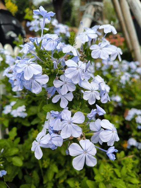 Plumbago auriculata, commonly known as cape leadwort or blue plumbago, is a flowering shrub native to South Africa. stock image Plumbago Auriculata, Blue Plumbago, Vector Mountain, Flowering Shrubs, Nativity, South Africa, Cape, Stock Images, Flowers