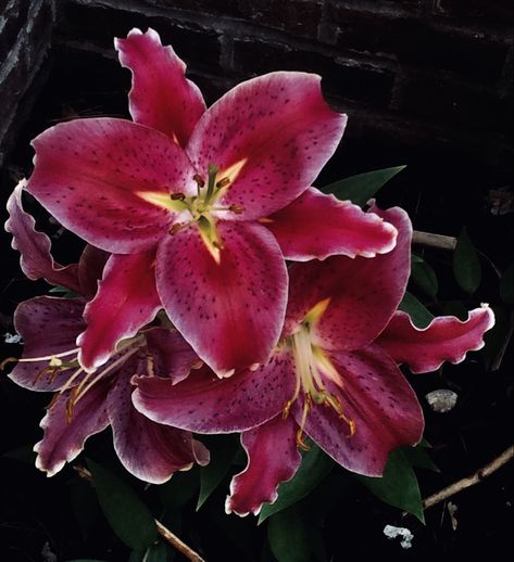 A picture of a large flower with 6 petals arranged like a triangle with an upside down triangle directly under it. The inner part of the flower is a dramatic pastel yellow with the petals a slightly faded dramatic red that fades into a white at the edge of the petal. The petals are also covered in black dots about the size of a poppy seed. Stargazer Lily Aesthetic, Tiger Lily Aesthetic, Stargaze Lily, Orange Lilies Aesthetic, Orange Lily Flower Aesthetic, Stargazer Lily, Goldfish, In Summer, Aesthetic Pictures