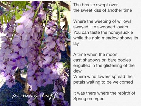 by ps wagstaff Weeping Willow Tree Meaning, Willow Tree Meaning, Weeping Willow Tree, Weeping Willow, Sweet Kisses, Willow Tree, Poetry, It Cast, Writing